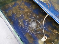 -阳澄湖大闸蟹·琼灵阁牌品牌连锁(吴中总店)