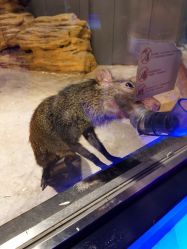 -未来动物城动物主题公园(大悦城店)