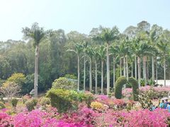 -莲花山公园