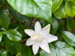 -海口观澜湖火山温泉谷