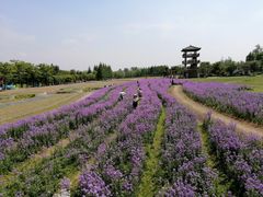 -杭州湾海上花田景区