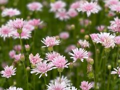 -花开海上生态园