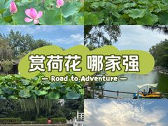 -莲湖公园