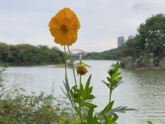 -观山湖公园