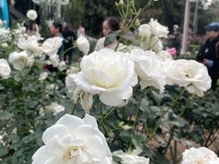 -人民公园(罗湖区)