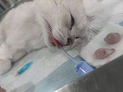 -伟伟宠物医院·CT影像中心·瑞派犬猫综合性门诊(汉口总院)