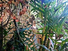 -Jungle Kitchen