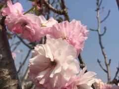 -天适樱花悠乐园