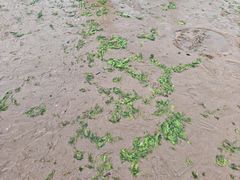 -青岛第三海水浴场