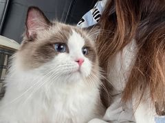 -猫大福·Fortune Cat猫舍(百子湾店)