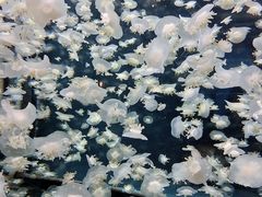 -太平洋海底世界