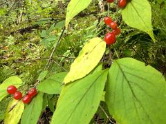 -五营红松林海景区