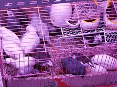 -花鸟鱼虫鲜花绿植市场(玉泉路店)