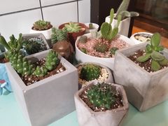 -蜜蜂小象·榴莲千层蛋糕(时代汇11栋店)