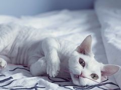 -北京赛佳动物医院