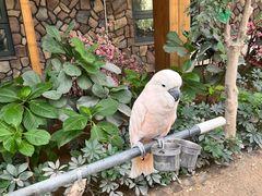 -南宫五洲植物乐园