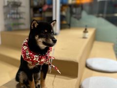 -柴务处·柴犬主题狗咖