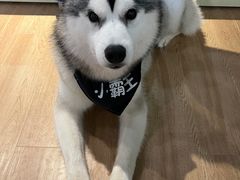 -Husky Go! 哈士奇体验馆·宠物咖啡厅狗咖