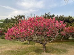 -莲花池公园
