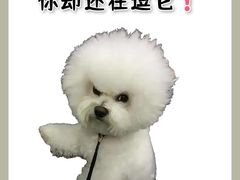 -美联众合动物医院·24h转诊中心