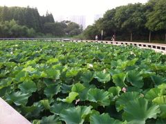 iphone_upload_pic-蠡湖大桥公园