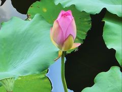 -荔湾湖公园