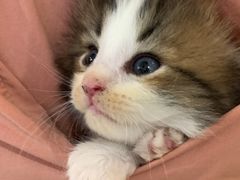 -楼上猫咖(罗湖店)
