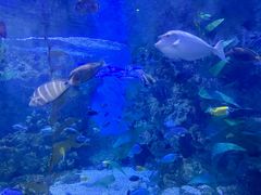 -烟台海昌鲸鲨海洋公园