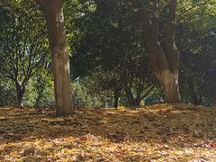 -堤角公园