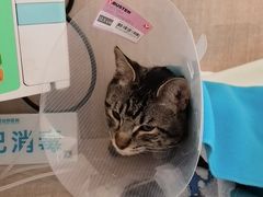 -北京观赏动物医院·24小时大型综合·猫专科·异宠专科