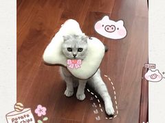 -凯特喵百思猫专科医院