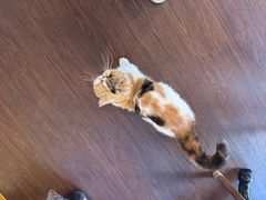 -猫岛主趣味餐厅(鼓浪屿店)