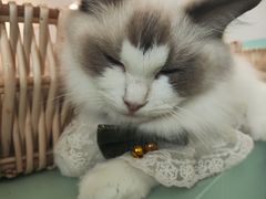 -怪兽屋·羊驼·猫咖·狗咖(俊华广场店)