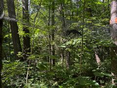 -五营红松林海景区