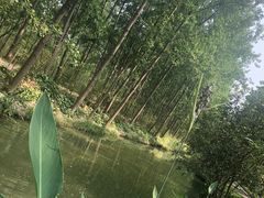 -合肥滨湖国家森林公园