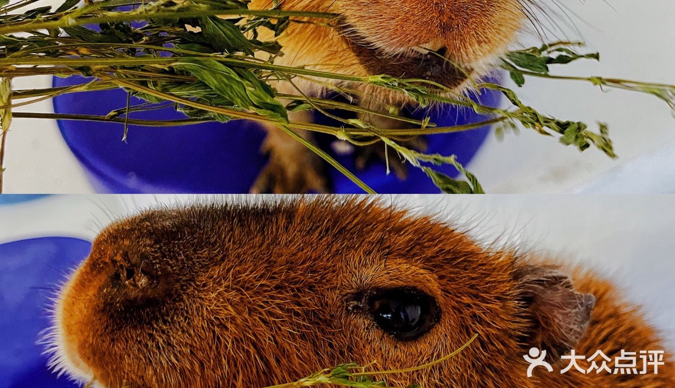 可以撸羊驼🦙的和超多萌宠🐶🐰🐱的可爱小店！