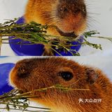 可以撸羊驼🦙的和超多萌宠🐶🐰🐱的可爱小店！