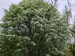 -洛阳市隋唐城遗址植物园