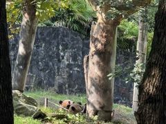 -都江堰中华大熊猫苑