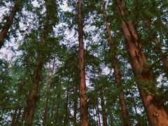 -日照海滨国家森林公园