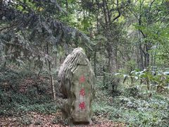 -上海佘山国家森林公园天马山园