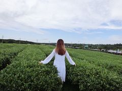 -雪绿茶博物馆