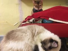-猫色咖啡·猫咖