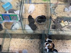 -青石桥花鸟鱼虫市场(叠翠城店)