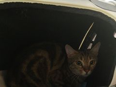-瑞派紫金宠物医院24小时·骨科·中兽医·重症转诊中心(番禺大石院)