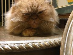 -more than meow吴止猫主题餐厅(承德 中船汇店)