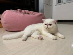 -猫宠乐园·专业洗护