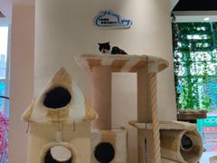 -藏猫猫咖啡主题馆(中央大道店)