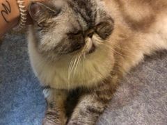 -猫色咖啡·猫咖