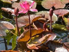 -北京植物园-展览温室